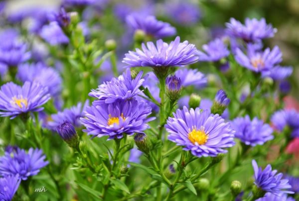 Ý nghĩa của hoa thạch thảo – loài hoa mạnh mẽ