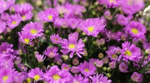 Ý nghĩa của hoa thạch thảo – loài hoa mạnh mẽ