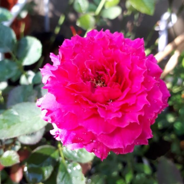Điểm danh các loại hoa hồng Nhật Bản “đẹp không tì vết”