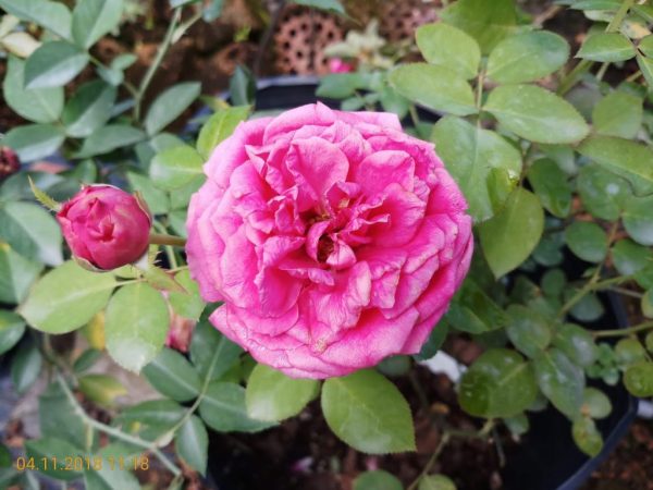 Điểm danh các loại hoa hồng Nhật Bản “đẹp không tì vết”
