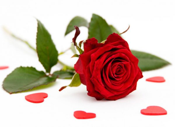 Ý nghĩa của 1 bông hồng đỏ trong tình yêu là gì?