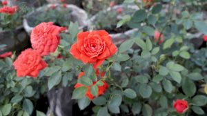 Cách chăm sóc hoa hồng tỉ muội ra hoa quanh năm dành cho người mới