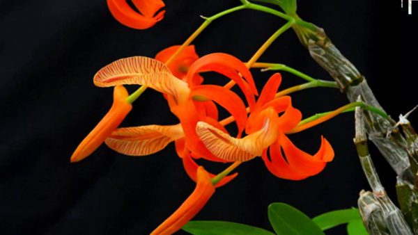 Những loài hoa lan đẹp nhất Việt Nam