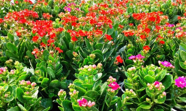 Ý nghĩa của hoa sống đời – loài hoa mang lời chúc tốt đẹp