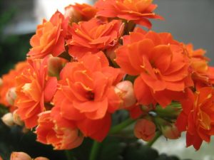 Ý nghĩa của hoa sống đời – loài hoa mang lời chúc tốt đẹp