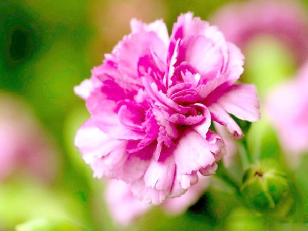 Ý nghĩa của hoa cẩm chướng – biểu tượng sắc đẹp vĩnh cửu