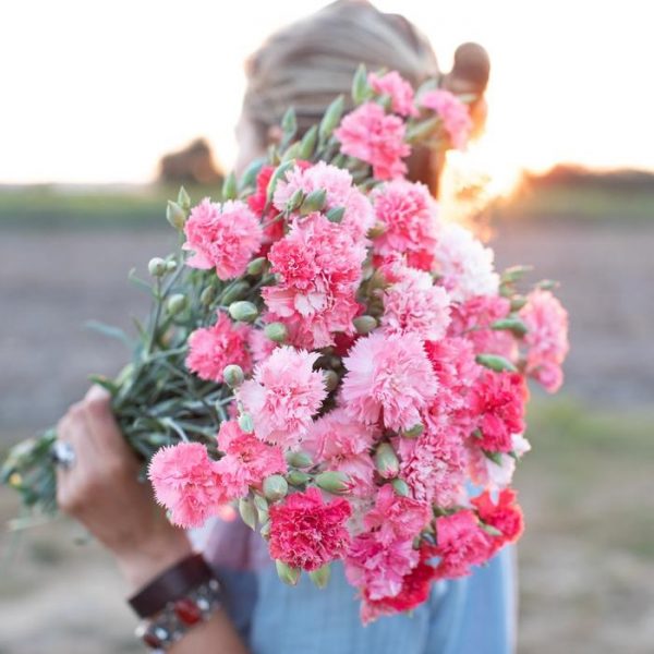 Ý nghĩa của hoa cẩm chướng – biểu tượng sắc đẹp vĩnh cửu