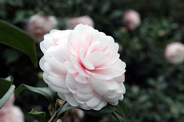 Ý nghĩa hoa sơn trà – loài hoa Nhật Bản xinh đẹp