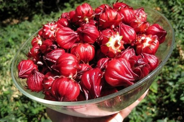 Công dụng của hoa atiso đỏ – đặc sản của Đà Lạt