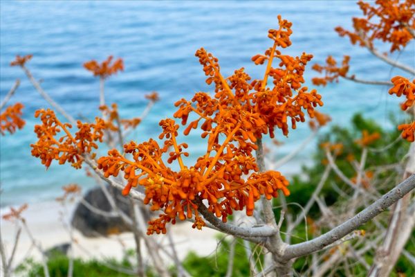 Ý nghĩa của cây ngô đồng – loài hoa mang vẻ đẹp kiêu sa