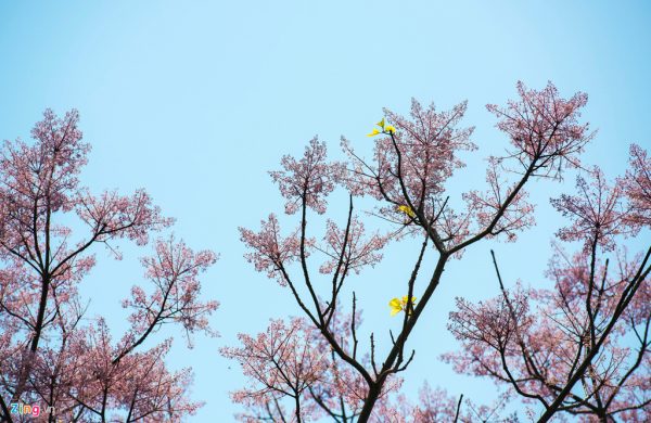 Ý nghĩa của cây ngô đồng – loài hoa mang vẻ đẹp kiêu sa