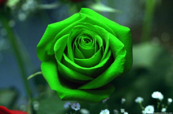 Ý nghĩa của hoa hồng xanh lá đặc biệt