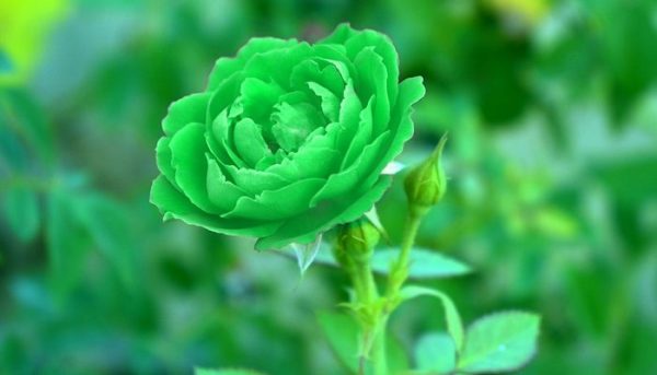 Ý nghĩa của hoa hồng xanh lá đặc biệt