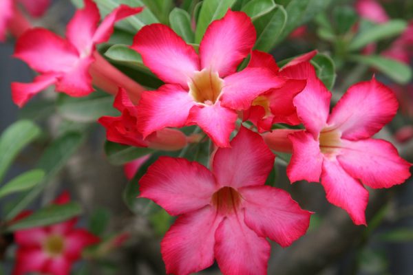 Ý nghĩa của hoa sứ đỏ – loài hoa đặc trưng của Hawaii