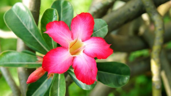 Ý nghĩa của hoa sứ đỏ - loài hoa đặc trưng của Hawaii
