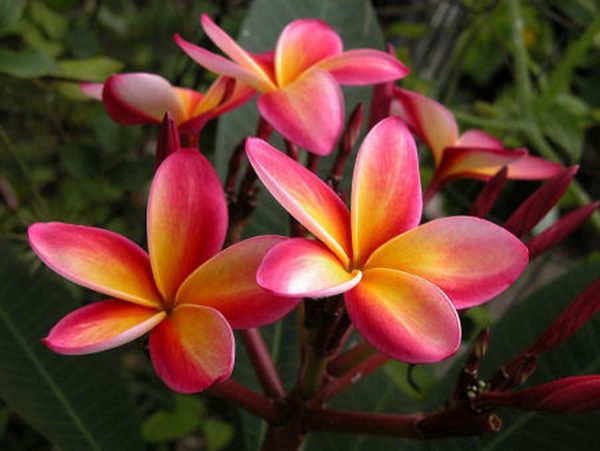 Ý nghĩa của hoa sứ đỏ - loài hoa đặc trưng của Hawaii