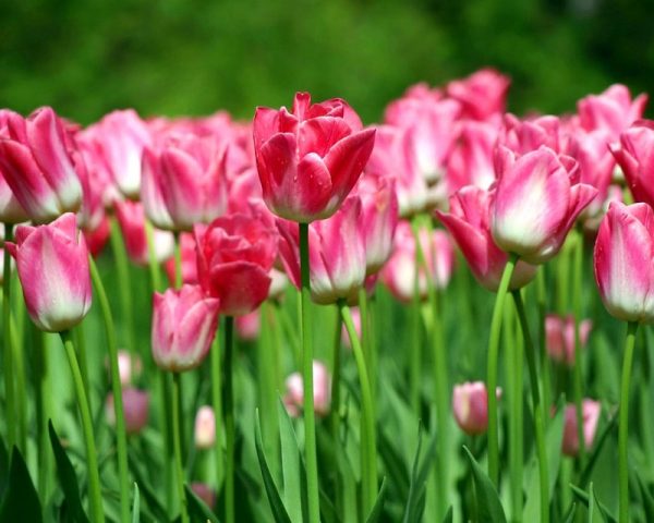 Ý nghĩa của hoa uất kim hương – loài hoa quyền quý » Dienhoahcm.com