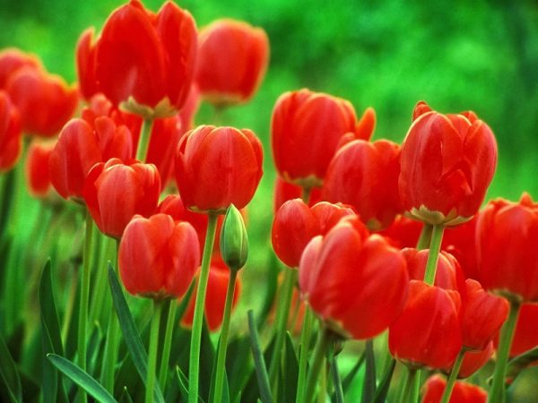Ý nghĩa của hoa uất kim hương – loài hoa quyền quý