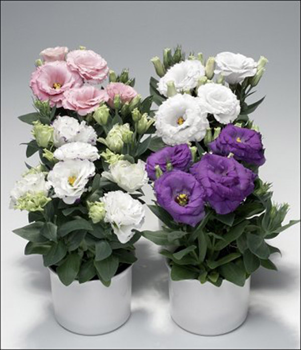 3 loại hoa để bàn phù hợp với người mệnh Thuỷ