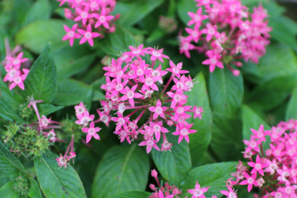 Ý nghĩa của hoa diễm châu – loài hoa nhỏ xinh đầy sắc màu