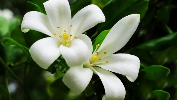 Ý nghĩa của hoa nguyệt quế - loài hoa tượng trưng cho vinh quang khát khao