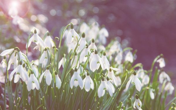 Ý nghĩa của hoa xuyên tuyết – loài hoa mang sức sống bền bỉ
