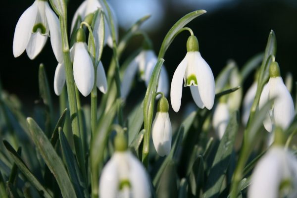 Ý nghĩa của hoa xuyên tuyết – loài hoa mang sức sống bền bỉ