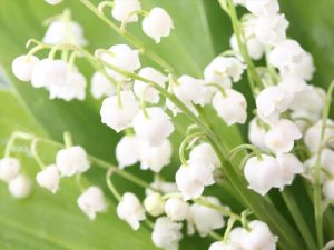 Ý nghĩa của hoa lan chuông – loài hoa tinh khôi