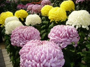 Đặc điểm và cách chăm sóc hoa cúc đại đoá