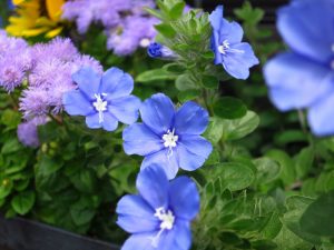 Điểm danh những loại hoa màu xanh nước biển đẹp nhất