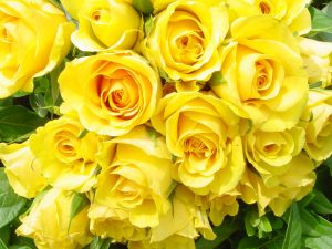 Ý nghĩa hoa hồng vàng trong tình yêu và cuộc sống