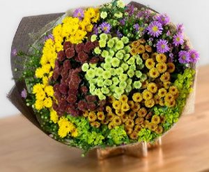 Ý nghĩa của hoa cúc calimero – loài hoa nhỏ bé nhưng đầy kiêu hãnh