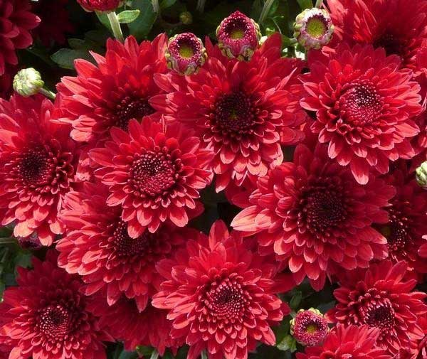 Top 5 loài hoa cúc đà lạt đẹp - hoa cúc kim cương đỏ