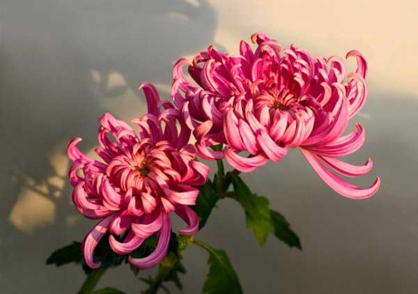 Top 5 loài hoa cúc đà lạt đẹp - hoa cúc móng rồng