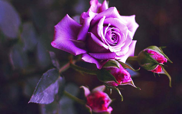 Bí ẩn 3 loài hoa hồng màu tím độc đáo nhất